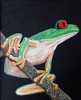 Tree Frog: Oil on canvas 30cmx25cm